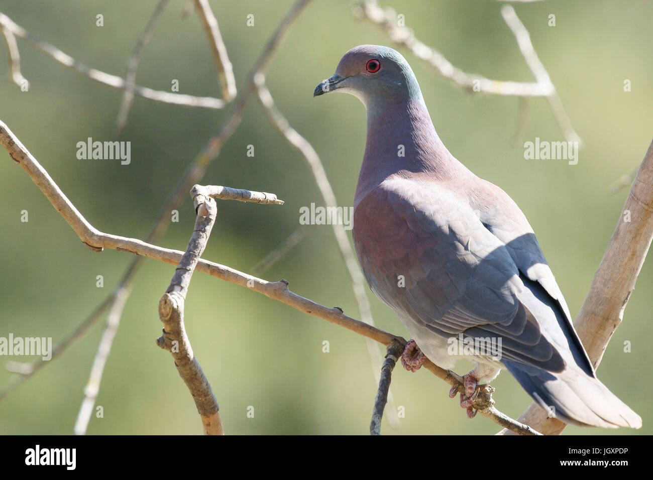 Ave, Dove-Galician, Pantanal, Mato Grosso do Sul, Brésil Banque D'Images