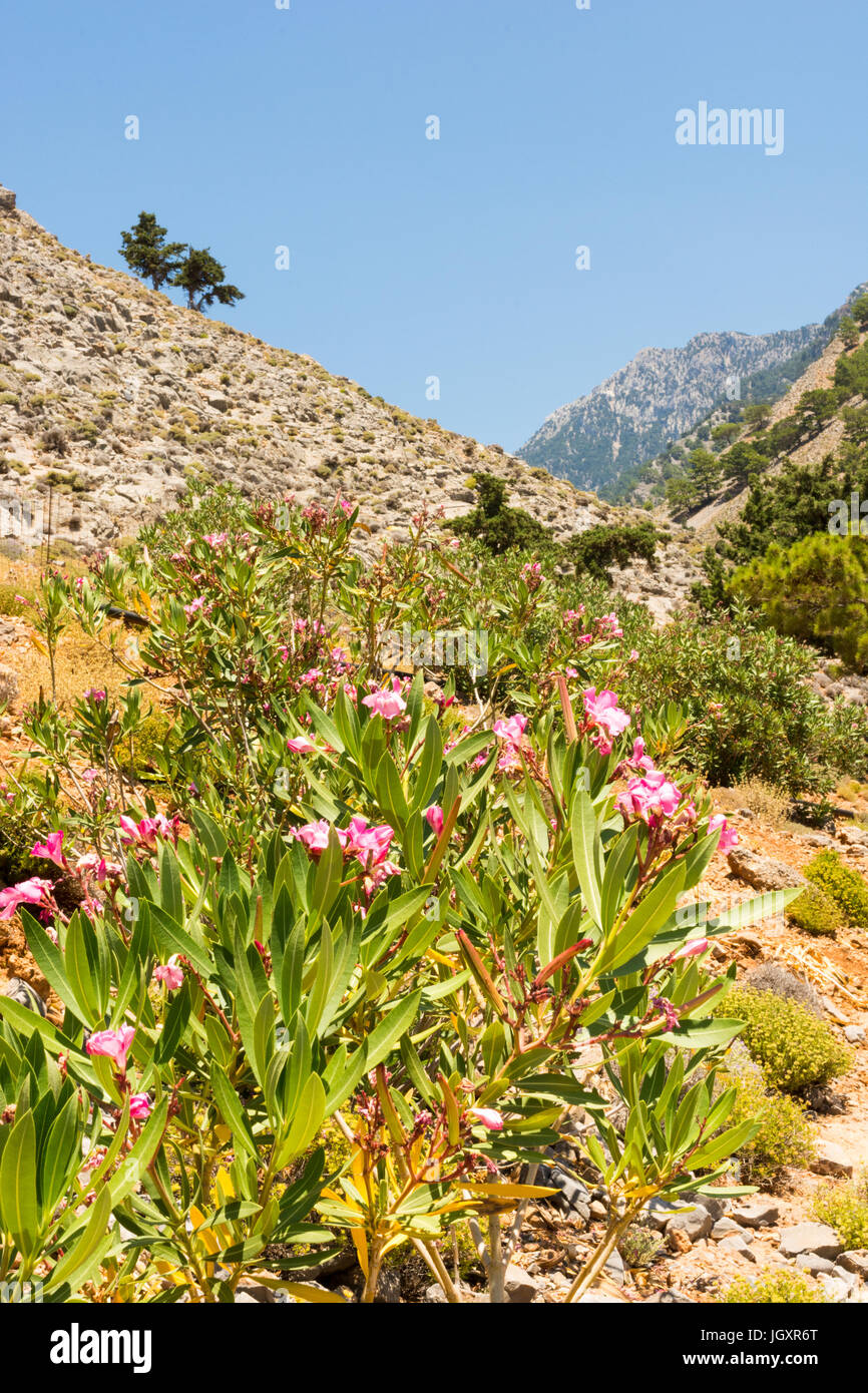 Floraison de fleurs roses à l'extrémité inférieure de la Gorge de Samaria, au sud-ouest de la Crète, Grèce Banque D'Images