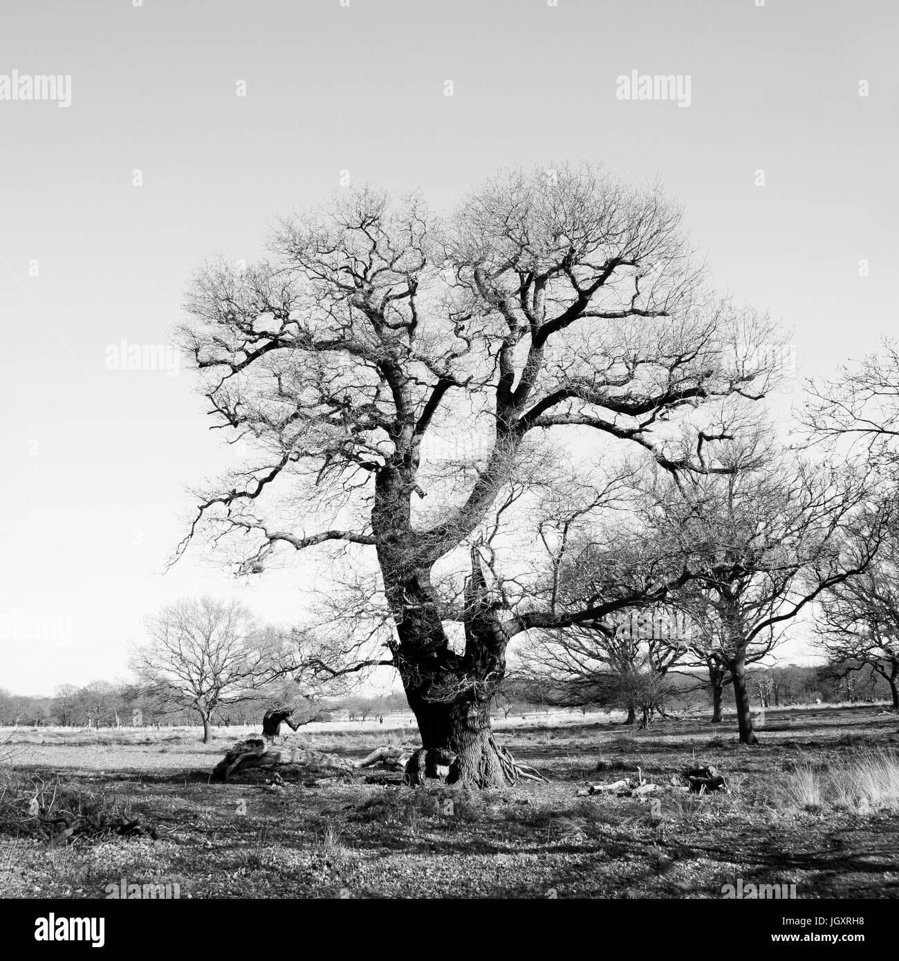 Paysage du Parc Richmond, c'est le plus grand parc des parcs royaux de Londres et près de trois fois plus grand que Central Park à New York. Banque D'Images