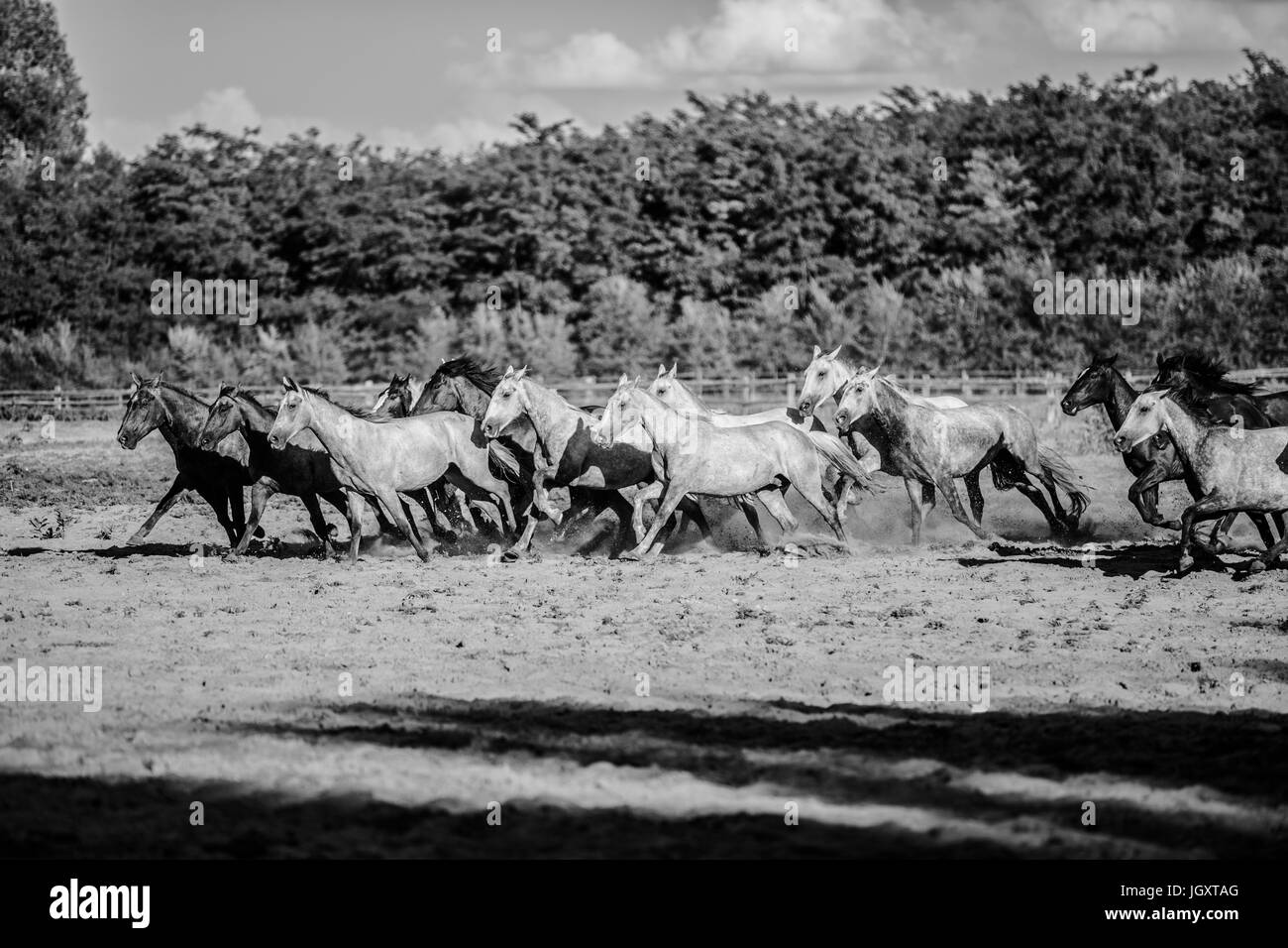 Couleur Noir et blanc photo de chevaux en cours d'été Banque D'Images