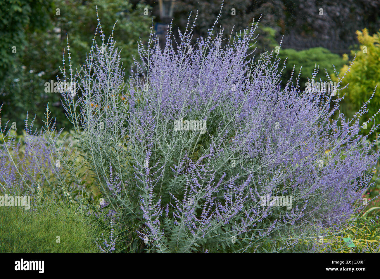 Sage Perovskia atriplicifolia russe pourpre violet fleurs en pleine  floraison des Jardins Botaniques de Basse-silésie Wroclaw Pologne Photo  Stock - Alamy