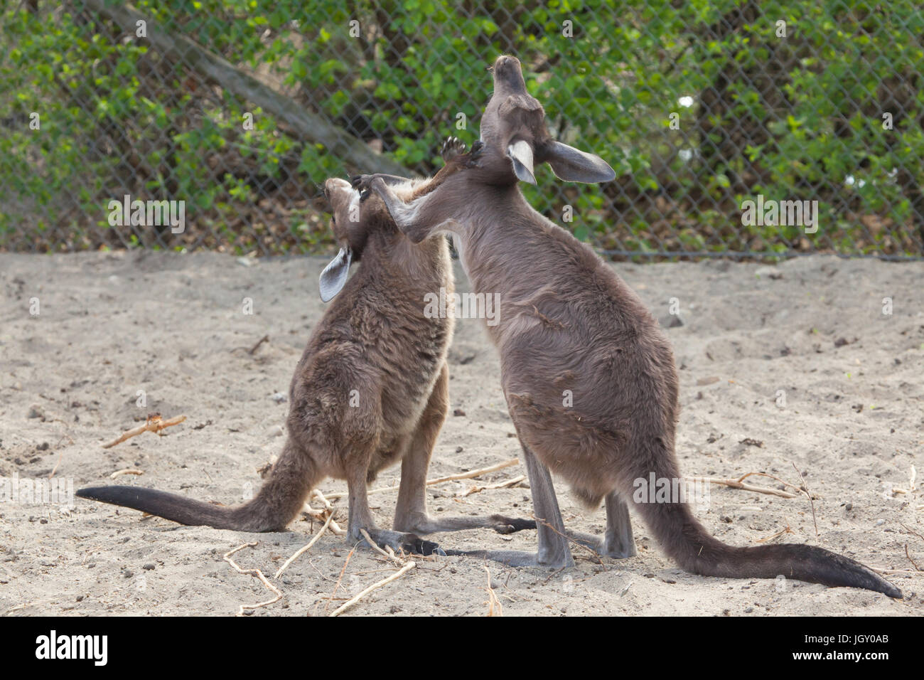 De l'Ouest continentale (Macropus fuliginosus kangourous gris melanops), également connu sous le nom de black-faced kangaroo. Banque D'Images