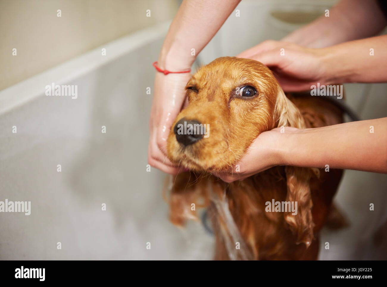Mains de toiletteurs femelle cocker dans la douche baignoire au salon de toilettage de chien Banque D'Images