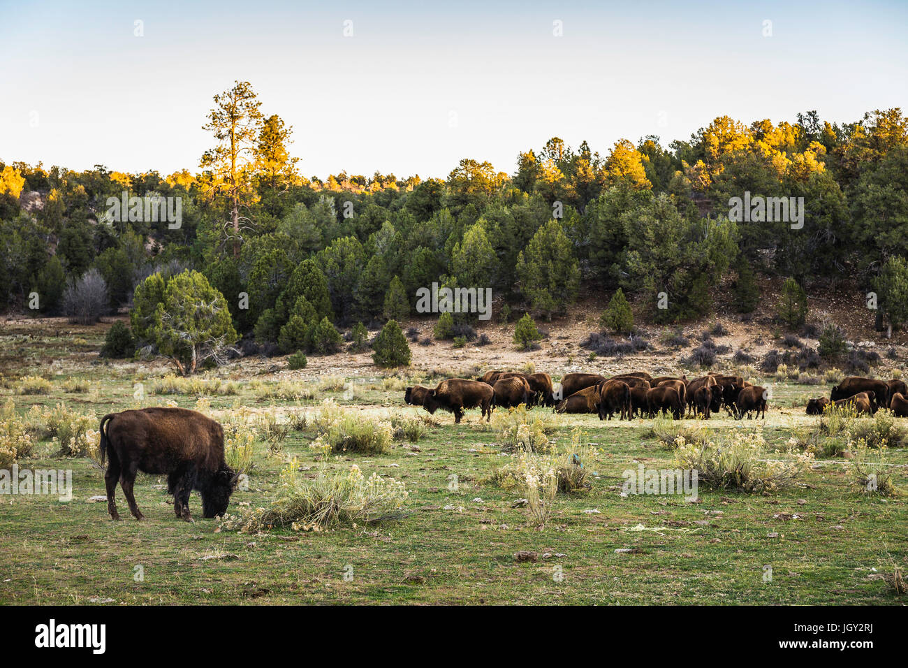 Le pâturage du bétail, Utah, USA Banque D'Images