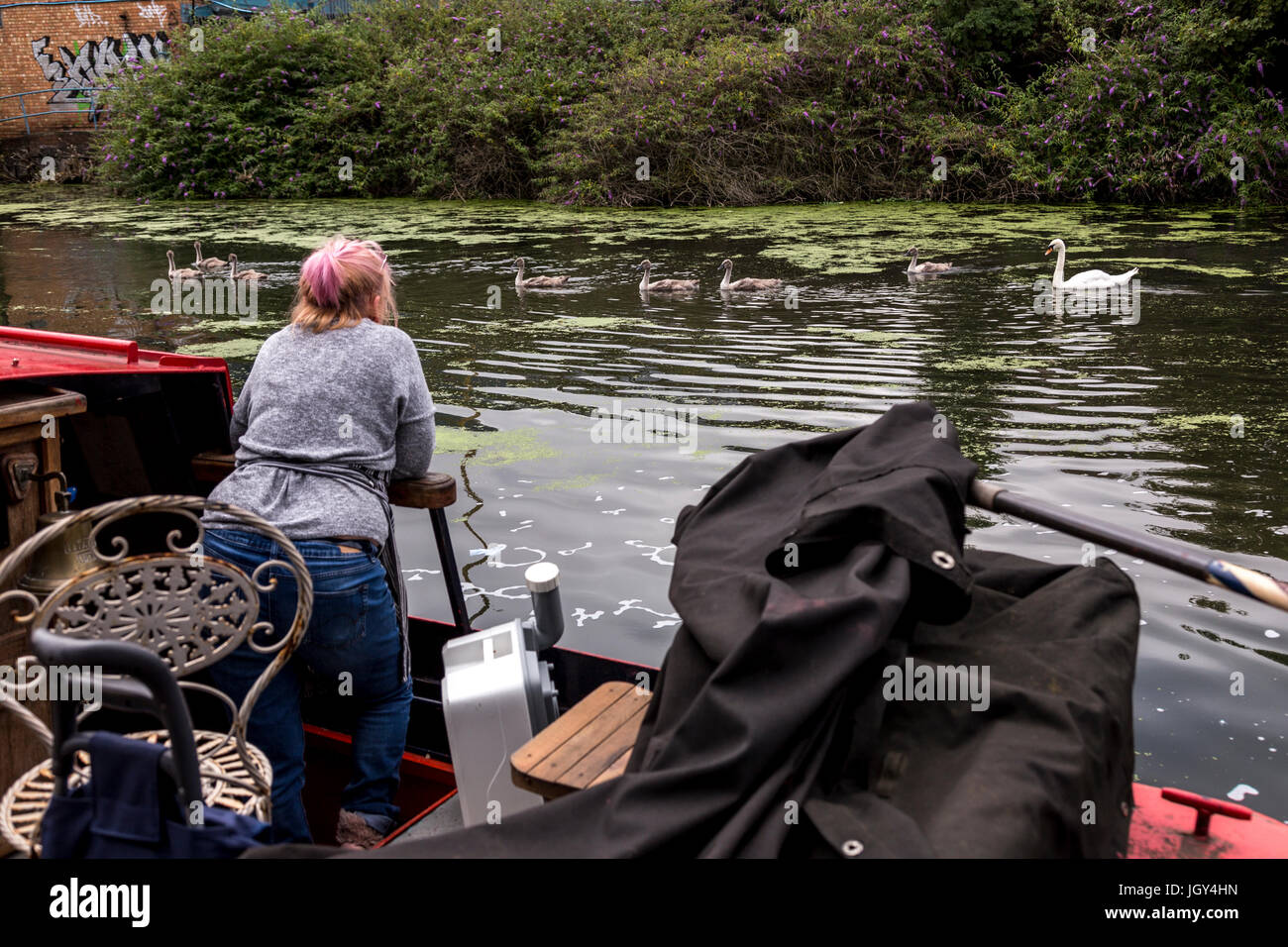 Londres, Royaume-Uni - 29 juin 2017 : un bateau montres résident une famille de cygnes sur Grand Canal dans Londres. Il y a des milliers de personnes vivant avec Banque D'Images