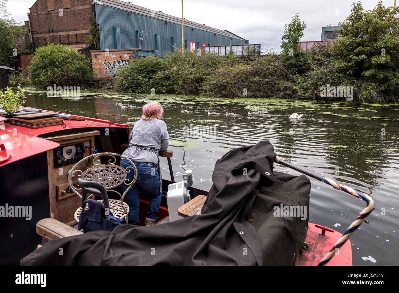 Londres, Royaume-Uni - 29 juin 2017 : un bateau montres résident une famille de cygnes sur Grand Canal dans Londres. Il y a des milliers de personnes vivant avec Banque D'Images