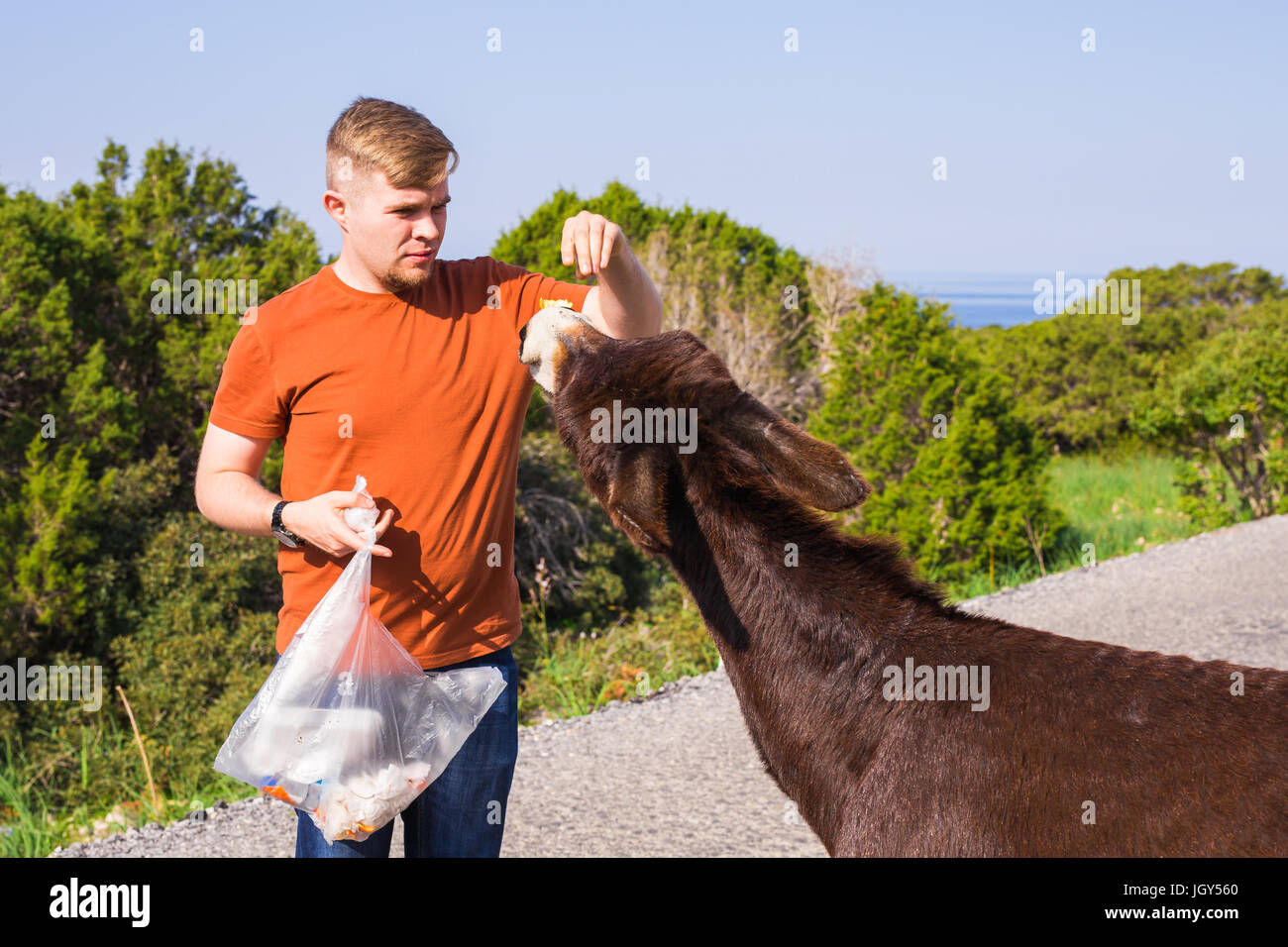 Jeune homme à l'alimentation et l'âne sauvage, de Chypre, de l'âne sauvage du Parc National Karpaz Zone de protection. Banque D'Images
