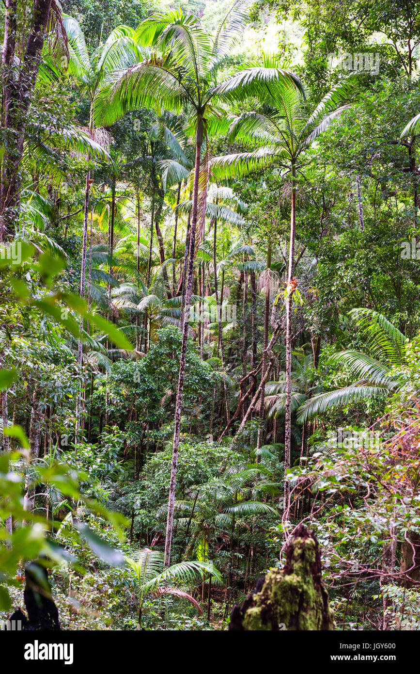 Les fougères arborescentes (Cyatheales), forêt tropicale, l'UNESCO Site du patrimoine naturel mondial, Fraser Island, Great Sandy National Park, Queensland, Australie. Banque D'Images