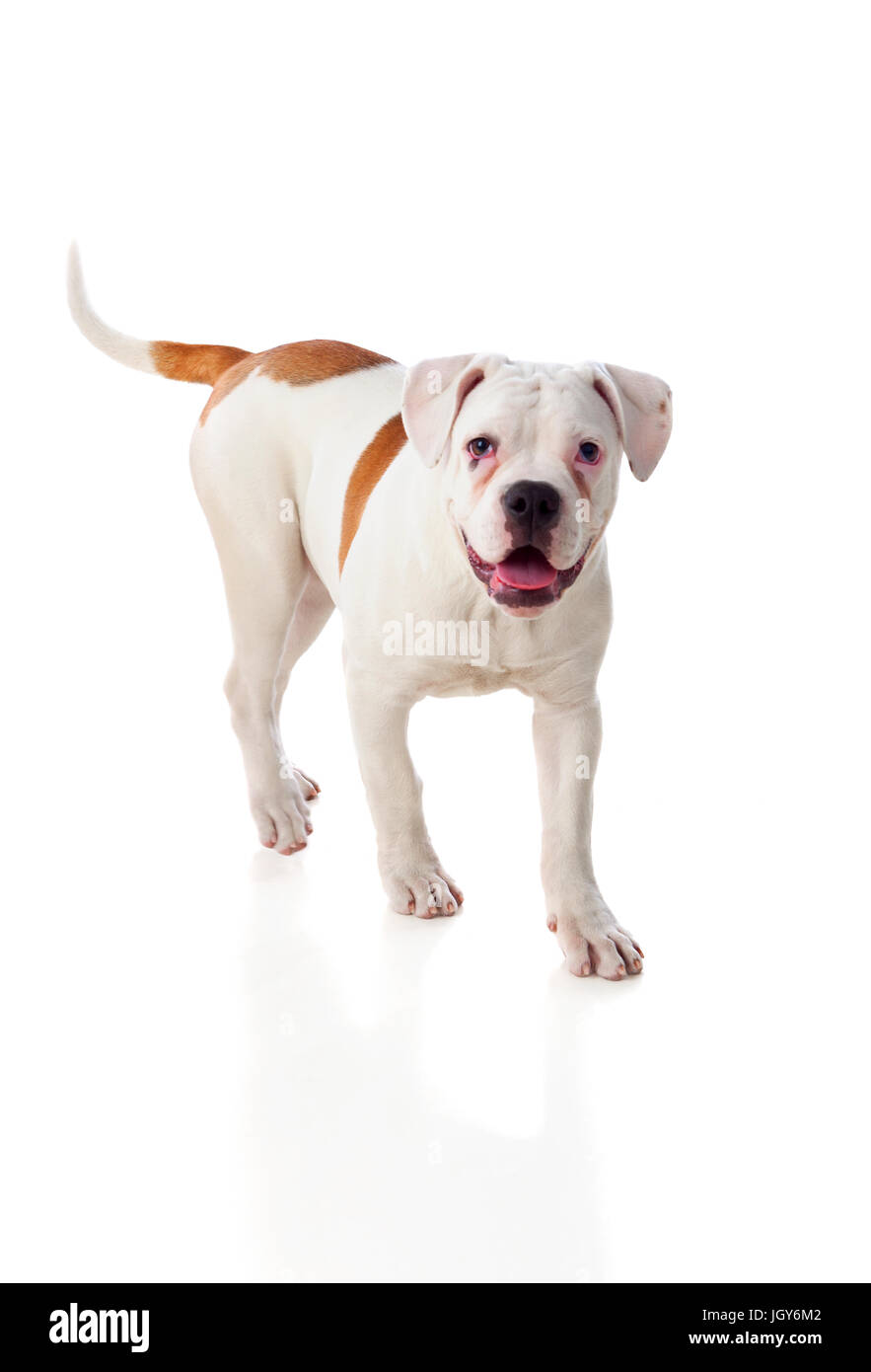 Cute bulldog américain isolé sur fond blanc Banque D'Images