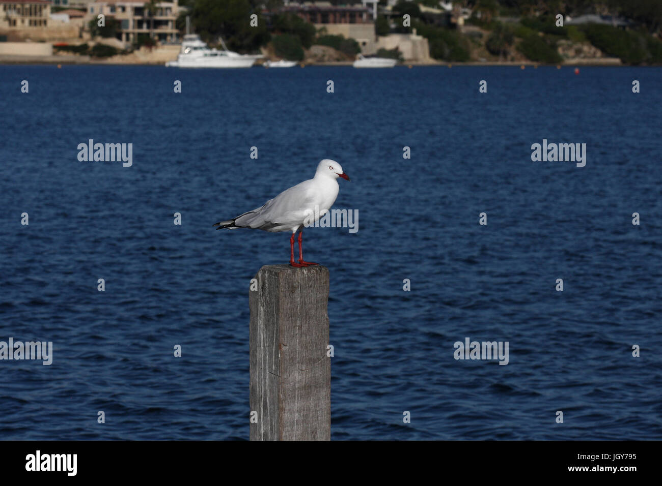 Un goéland argenté (chroicocephalus novaehollandiae) perché sur un post en bois dans la Swan River près de Perth en Australie occidentale Banque D'Images