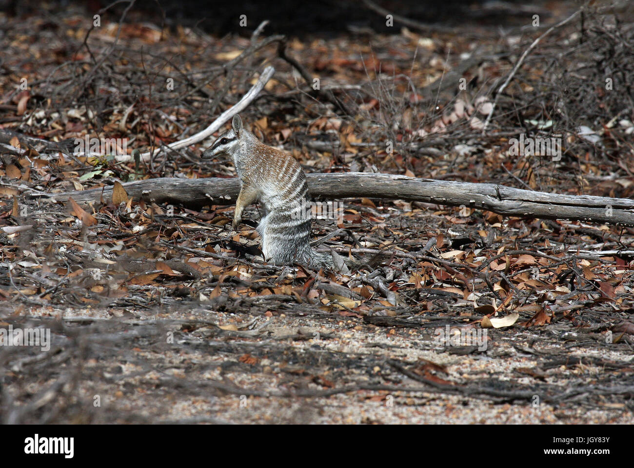 Un numbat ou en bandes anteater (myrmecobius fasciatus) à fourmis dans dryandra woodlands dans l'ouest de l'Australie Banque D'Images