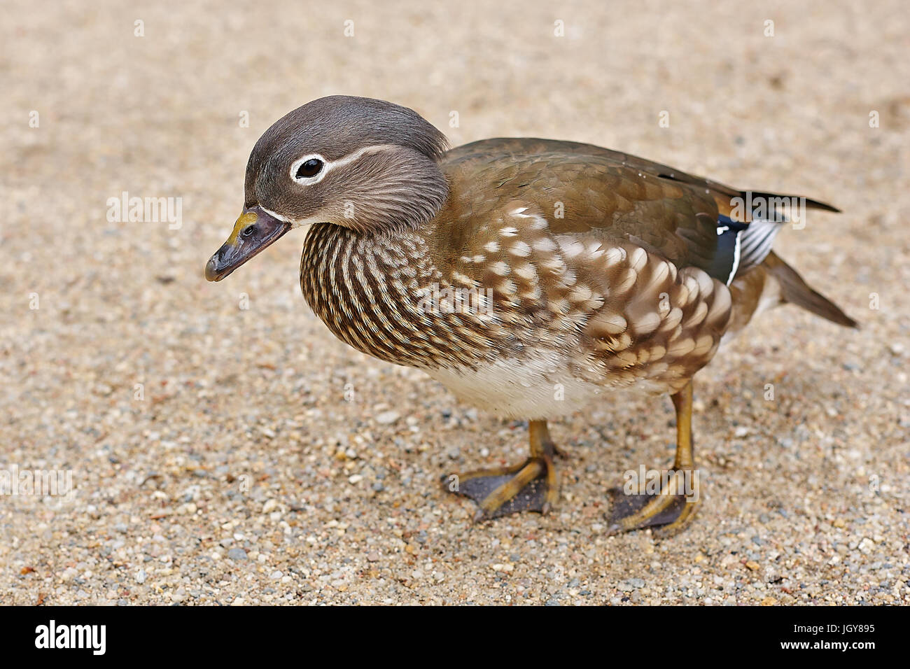 Canard Banque D'Images