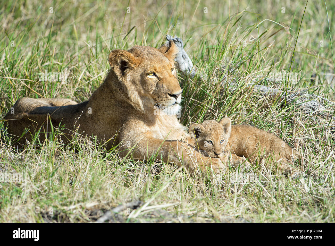 Lion cub avec big brother Banque D'Images
