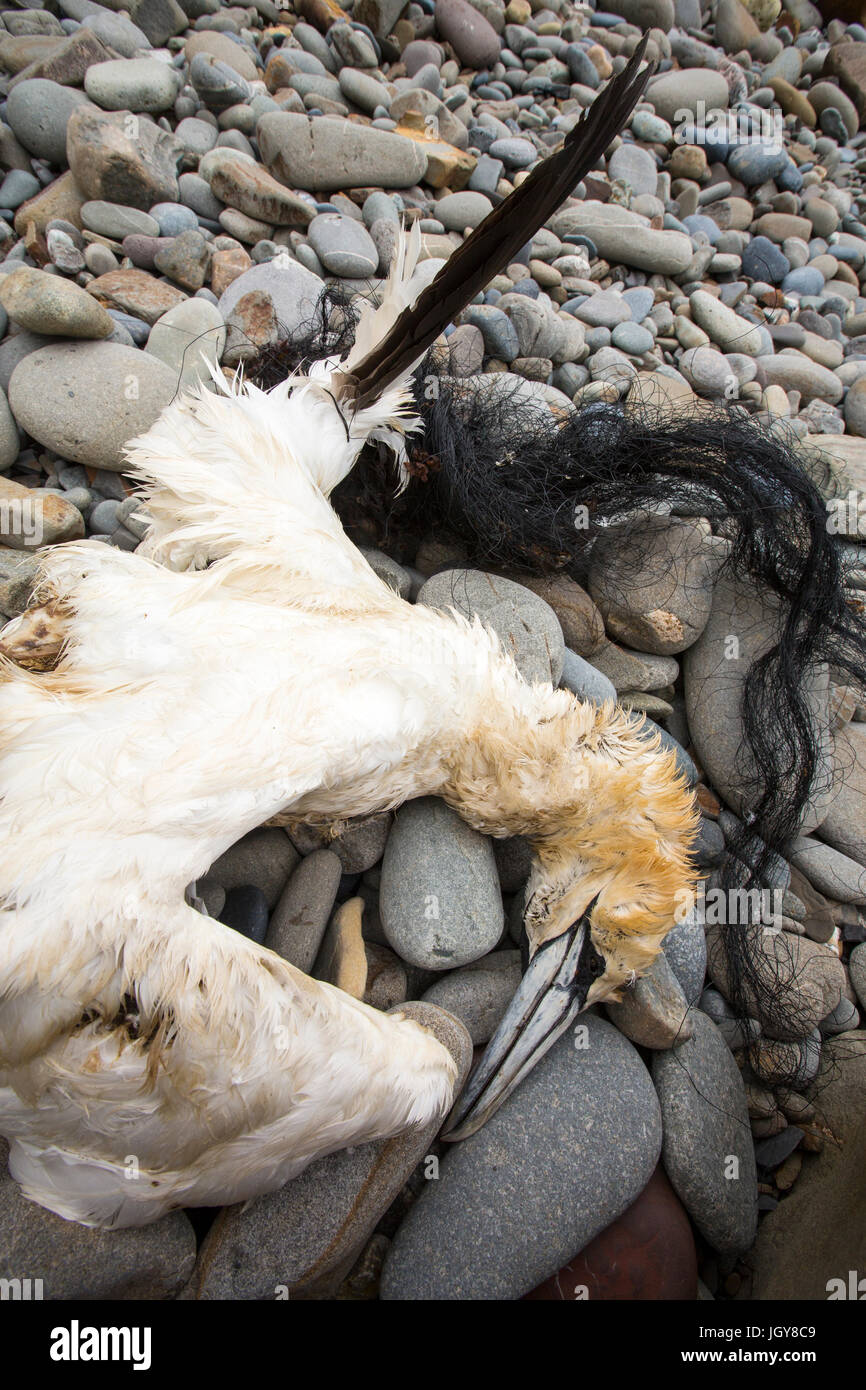 Un fou de bassan, Morus bassanus tués après avoir été pris dans des engins de pêche abandonnés sur Newgale Sands, Pembrokeshire, Pays de Galles, Royaume-Uni. Banque D'Images