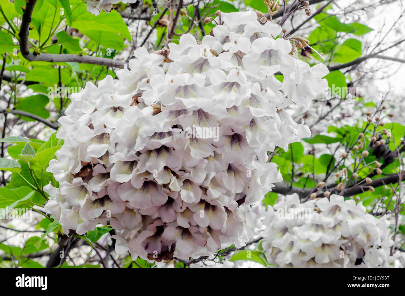 Fleurs blanches de paulownia tomentosa arbre, Close up Banque D'Images