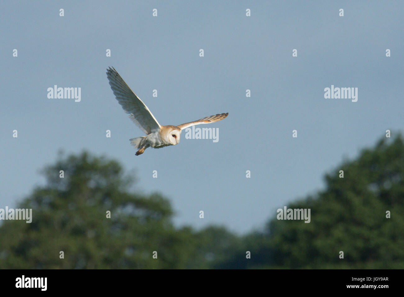 Effraie des clochers, Tyto alba, volant au-dessus de terrain en début de matinée à la recherche de nourriture. Norfolk Broads, UK. De juin. Banque D'Images