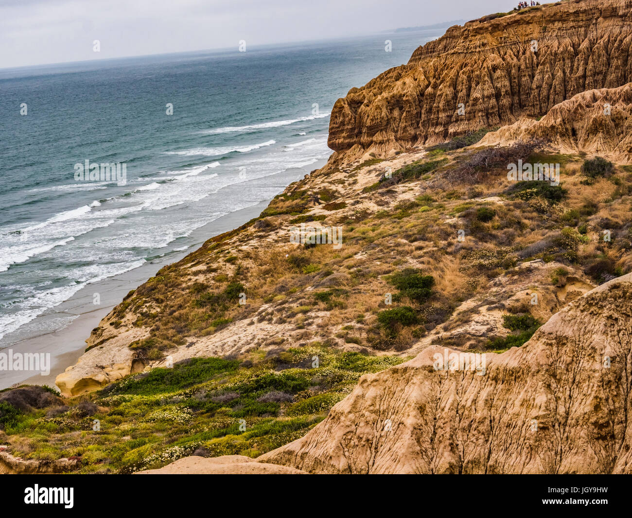 Torrey Pines State nature reserve wildflowers Banque D'Images