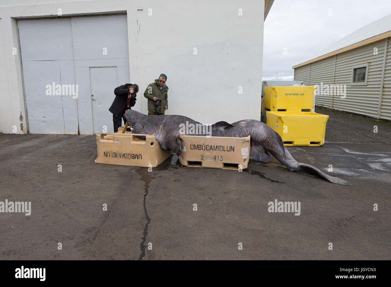 Requin du Groenland (Somniosus microcephalus) Banque D'Images