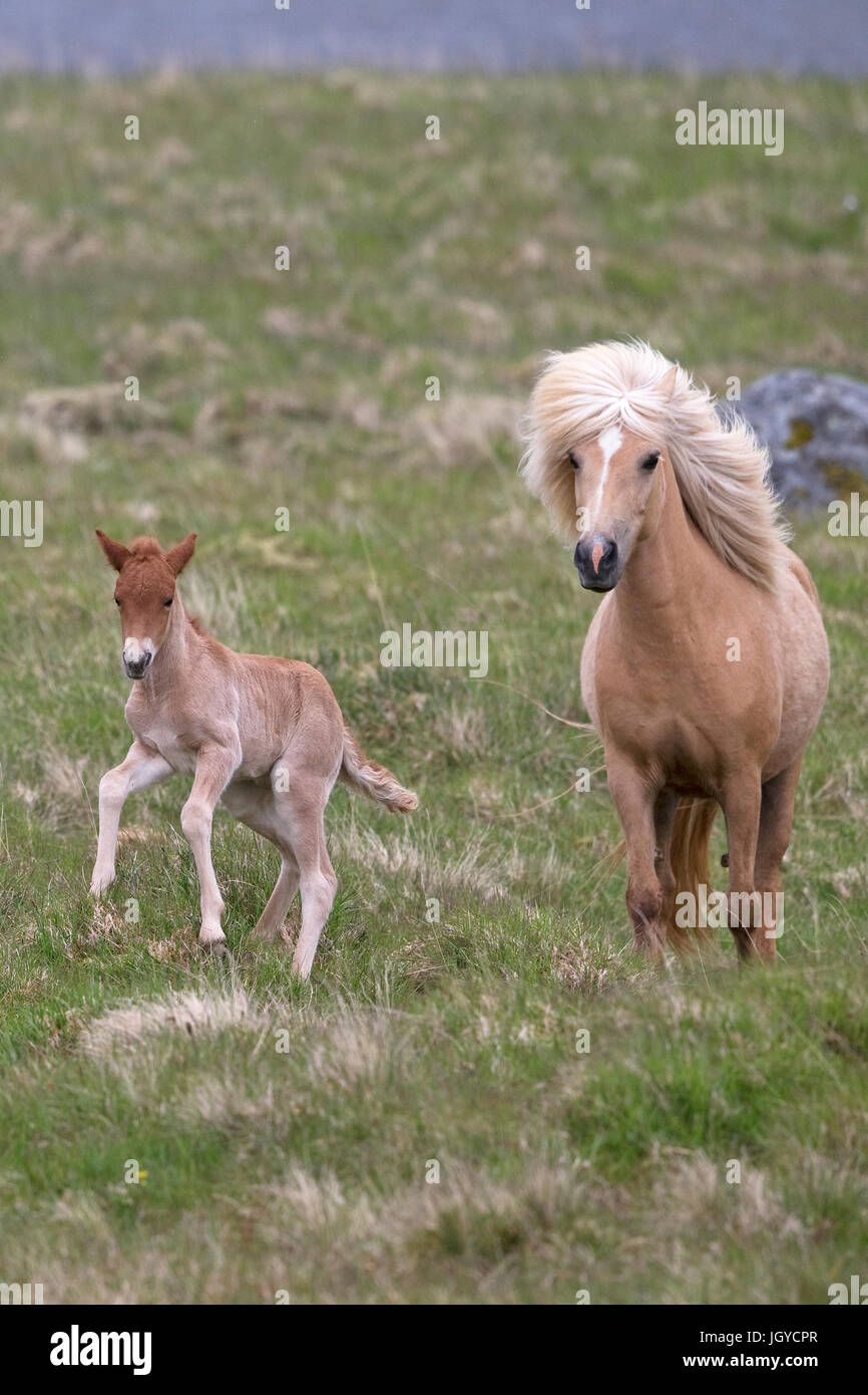 Cheval islandais (Equus ferus caballus) Banque D'Images