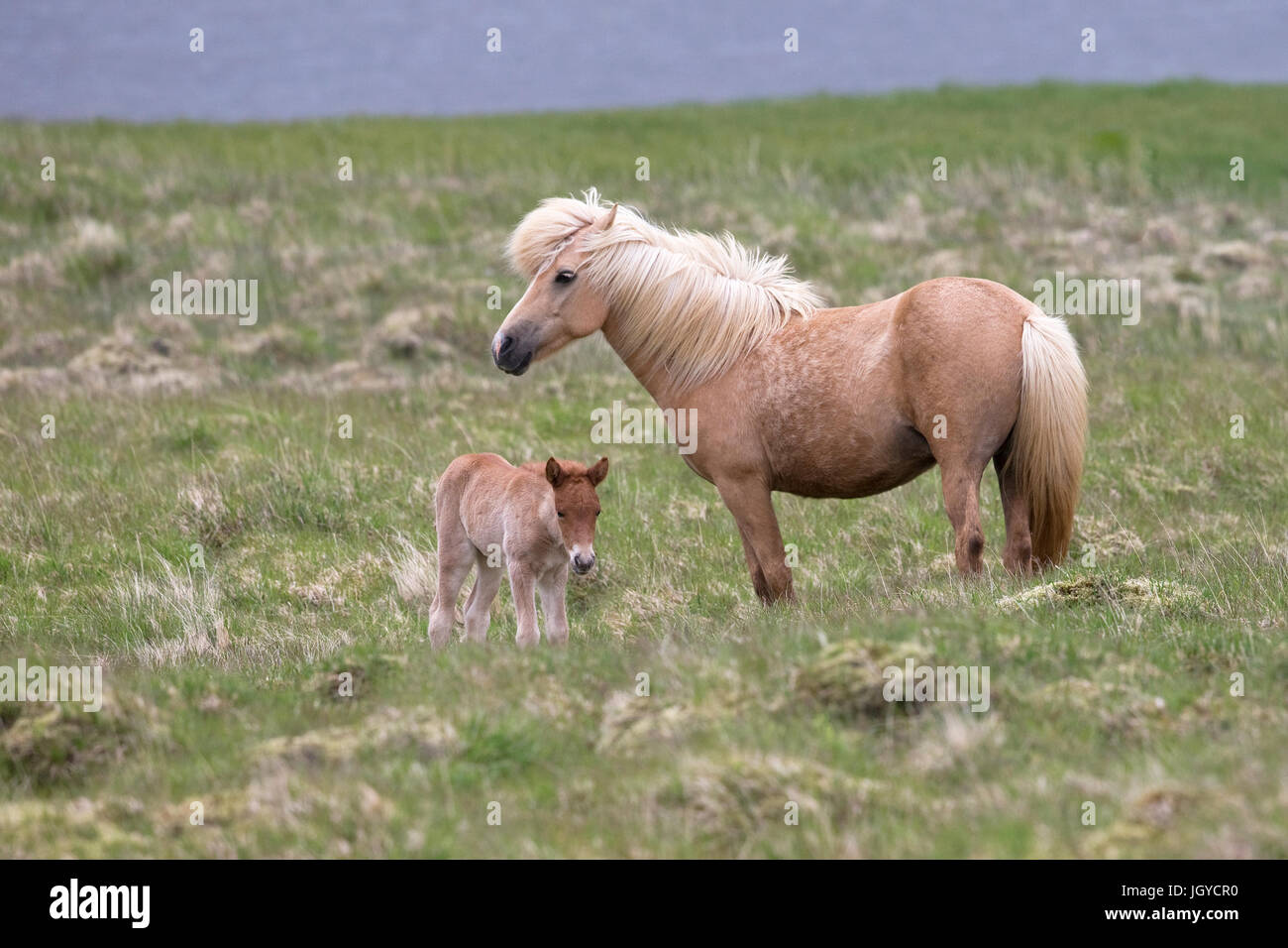 Cheval islandais (Equus ferus caballus) Banque D'Images