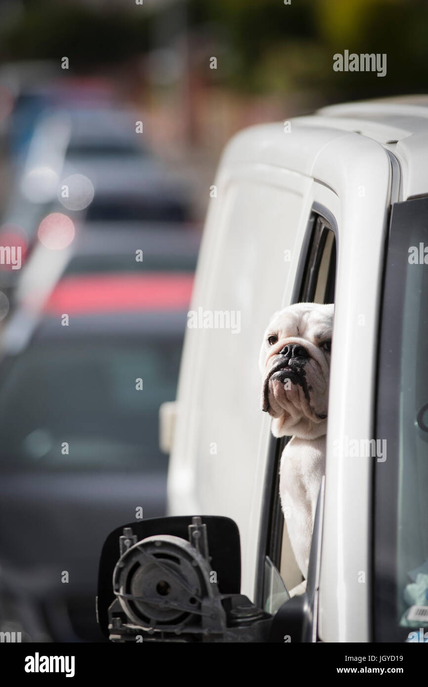 Un bouledogue occupe son poste de conduite du propriétaire dans une camionnette blanche stationnaire. Swansea, Royaume-Uni. Banque D'Images