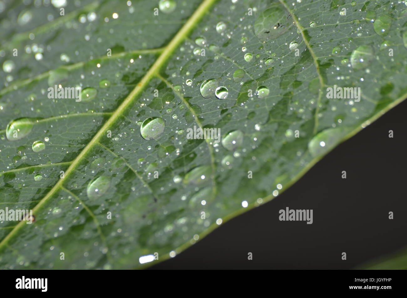 L’arbre de pluie Banque D'Images