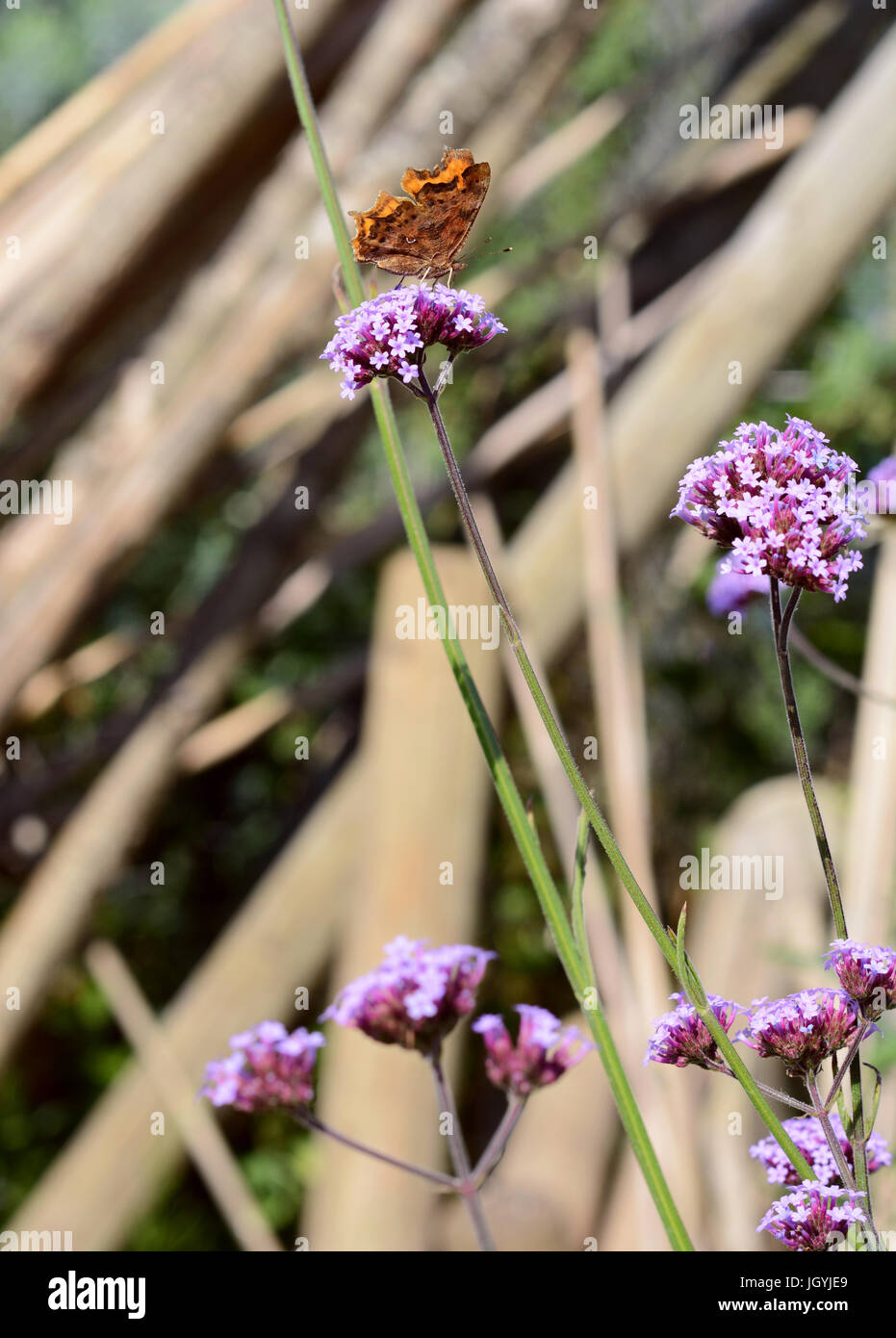 Virgule est papillon avec ailes fermées sur la verveine violette fleurs. L'identification de marque blanche en dessous de l'aile est bien visible Banque D'Images