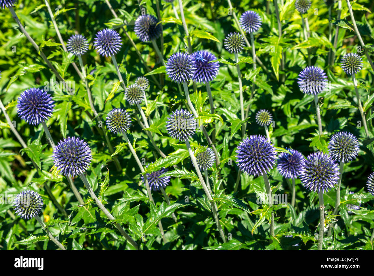 Parterre à fleurs de grands globe-thistles Echinops Sphaerocephalus dans l'est de Lothian Ecosse, Royaume-Uni Banque D'Images