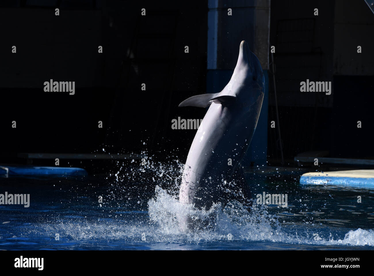 Madrid, Espagne. 11 juillet, 2017. Un grand dauphin (Tursiops truncatus truncatus) photographié pendant un spectacle au Zoo et aquarium de Madrid. Credit : Jorge Sanz/Pacific Press/Alamy Live News Banque D'Images