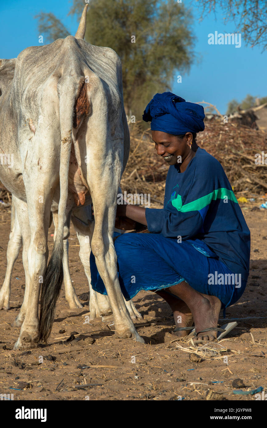 Femme Peul traire une vache. Le Sénégal. Banque D'Images