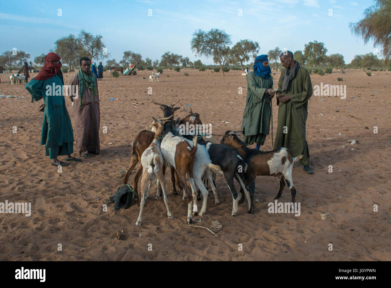 Marché au bétail. Le Sénégal. Banque D'Images