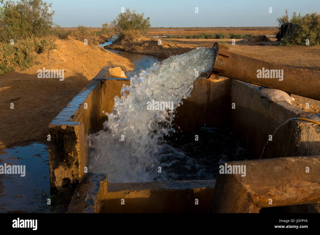 Champ de riz d'irrigation. Le Sénégal. Banque D'Images