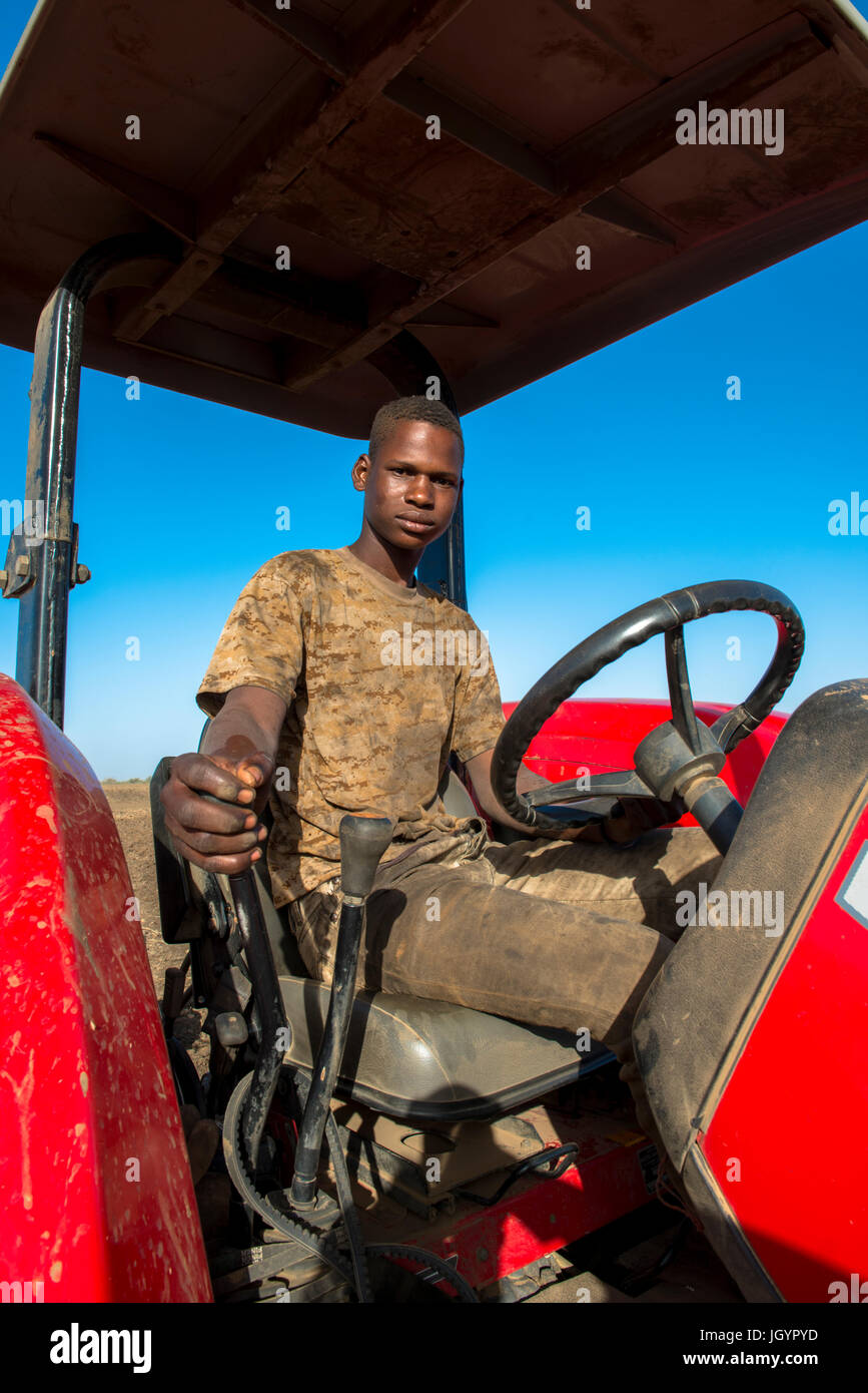 Conducteur du tracteur. Le Sénégal. Banque D'Images