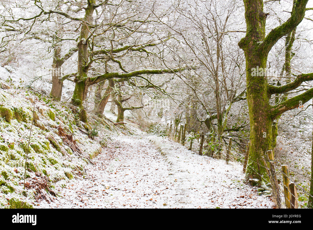 Forêt de chênes après une légère chute de neige. Powys, Pays de Galles. Mars. Banque D'Images