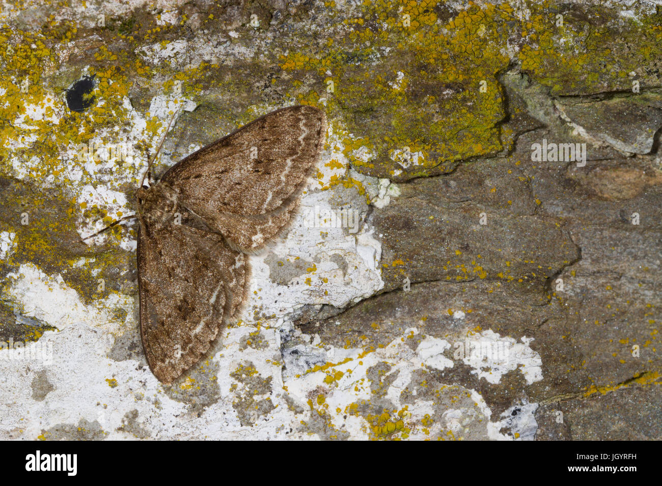 L'Ectropis crepuscularia (Engrêlée) papillon adulte reposant sur un vieux mur. Powys, Pays de Galles. Avril. Banque D'Images