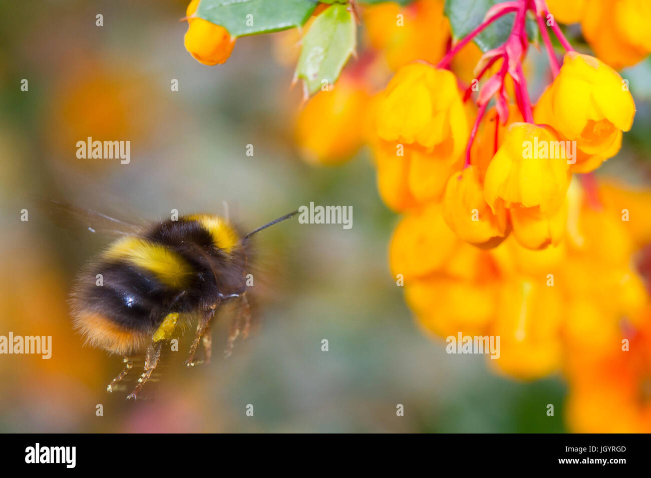 Début de bourdon (Bombus pratorum) travailleur adulte en vol après l'alimentation sur Berberis darwinii fleurs dans un jardin. Powys, Pays de Galles. Avril. Banque D'Images