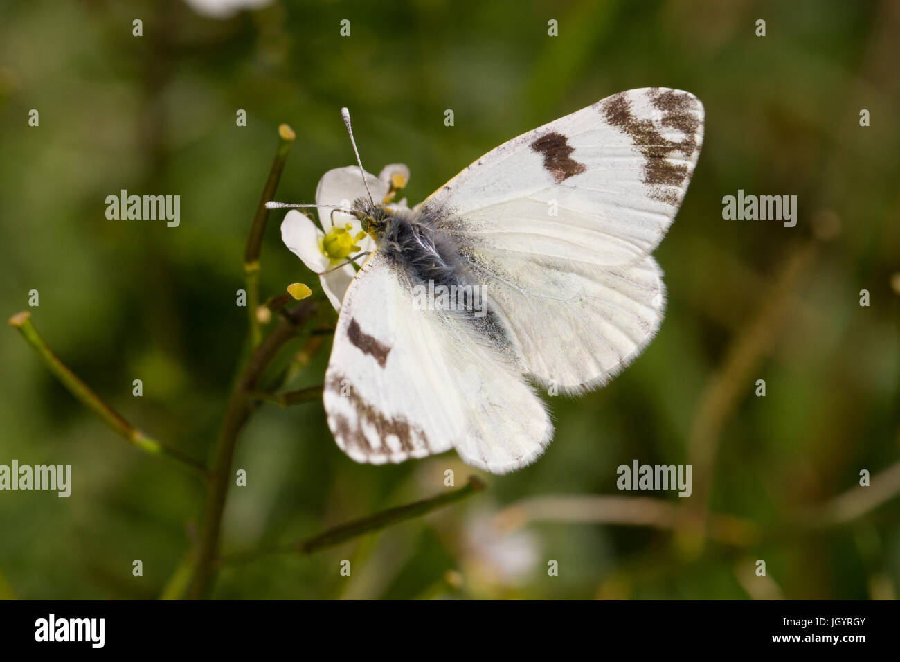Pontia daplidice baignoire (blanc) papillon adulte. Chaîne des Alpilles, Bouches-du-Rhône, France. Avril. Banque D'Images