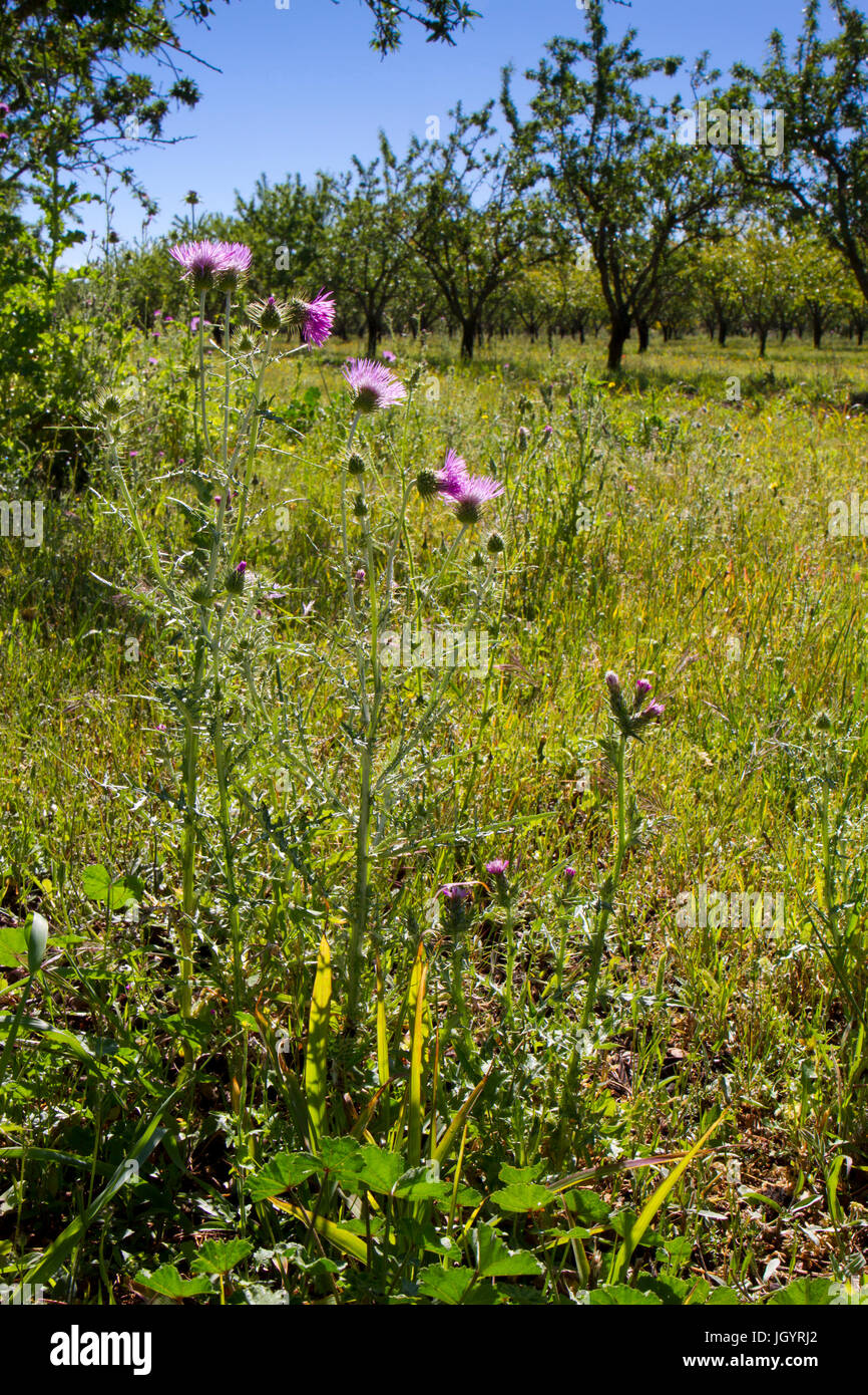 Purple Milk Thistle (Galactites tomentosa) floraison dans un verger d'amandiers. Près de Mouries, Bouches-du-Rhône, France. Mai. Banque D'Images