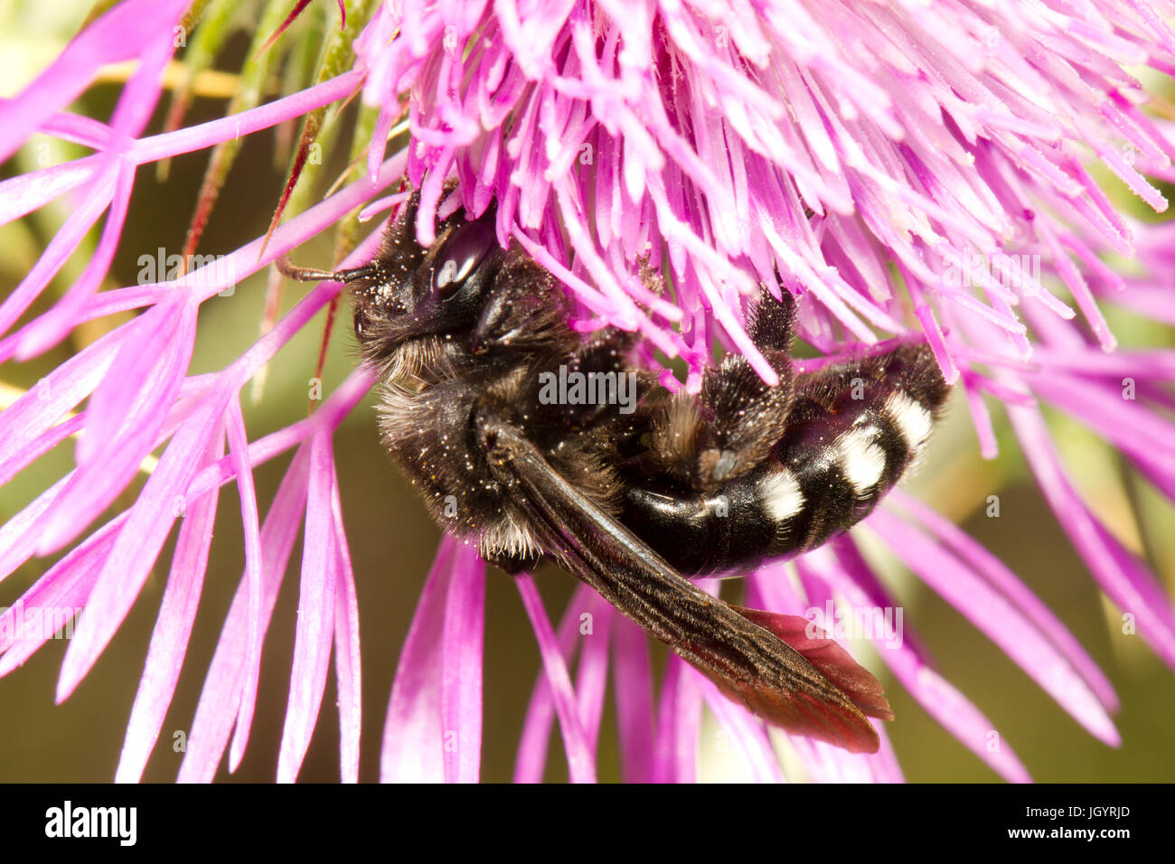 L'exploitation minière (abeille Andrena sp.) les femelles adultes se nourrissent d'une fleur de chardon. Chaîne des Alpilles, Bouches-du-Rhône, France. Mai. Banque D'Images