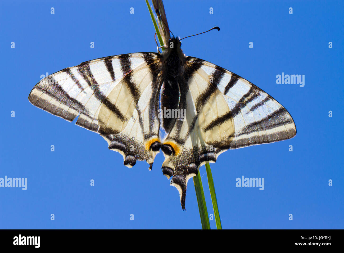 Swallowtail Iphiclides podalirius (rares) papillon adulte. Sur le Causse de Gramat, Lot, France. Mai. Banque D'Images