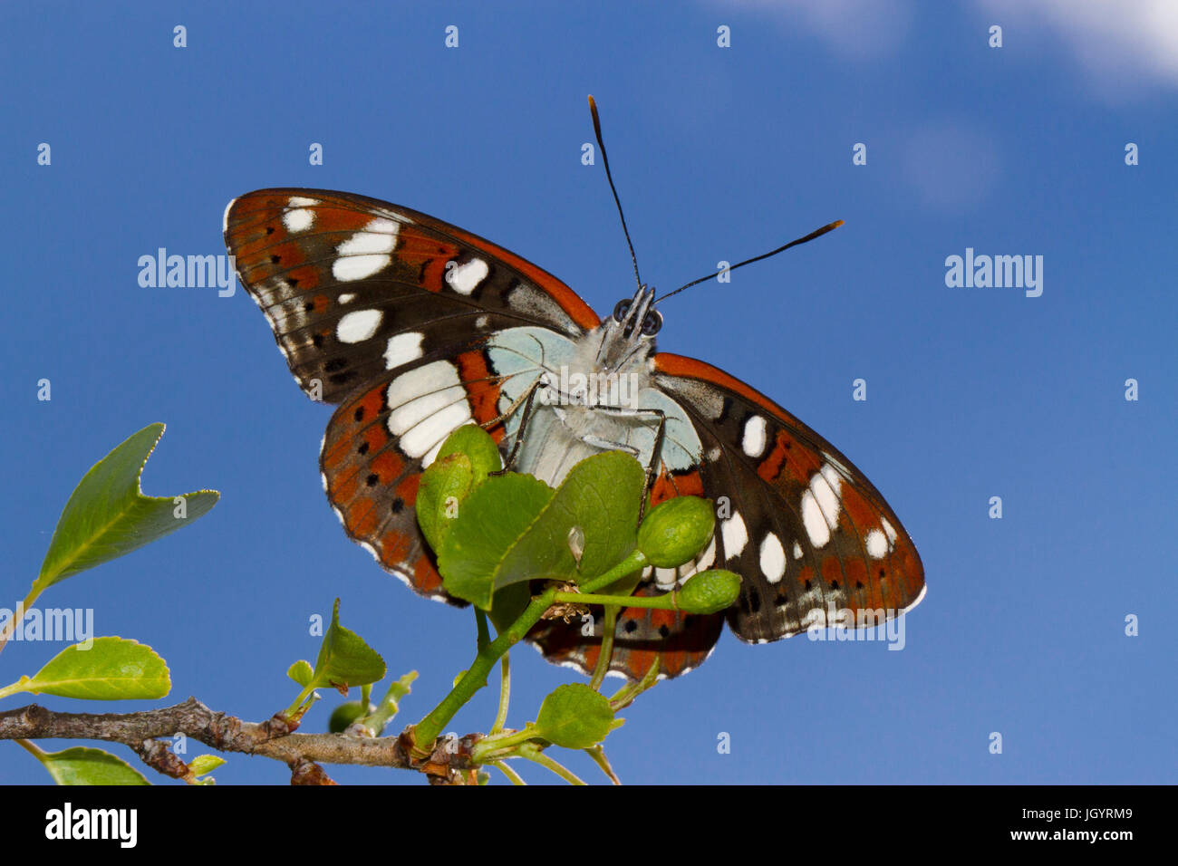 Le sud de l'Amiral (Limenitis reducta) hot dessous de butterfly se dorant dans sunshine. Sur le Causse de Gramat, Lot, France. Mai. Banque D'Images