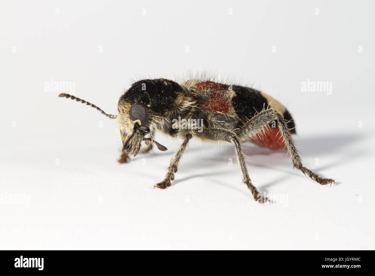 Multi-couleur chêne Clerus mutillarius (coléoptères) adulte photographié sur un fond blanc. Sur le Causse de Gramat, Lot, France. Mai. Banque D'Images