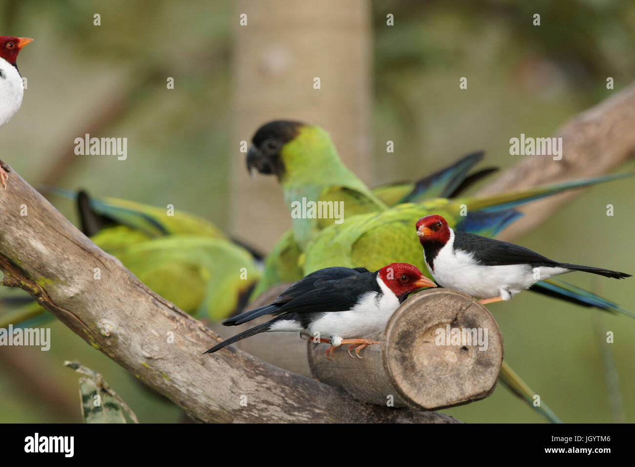 Les oiseaux, le Prince Noir, Cardinal-dommage-marécages, Pantanal, Mato Grosso do Sul, Brésil Banque D'Images