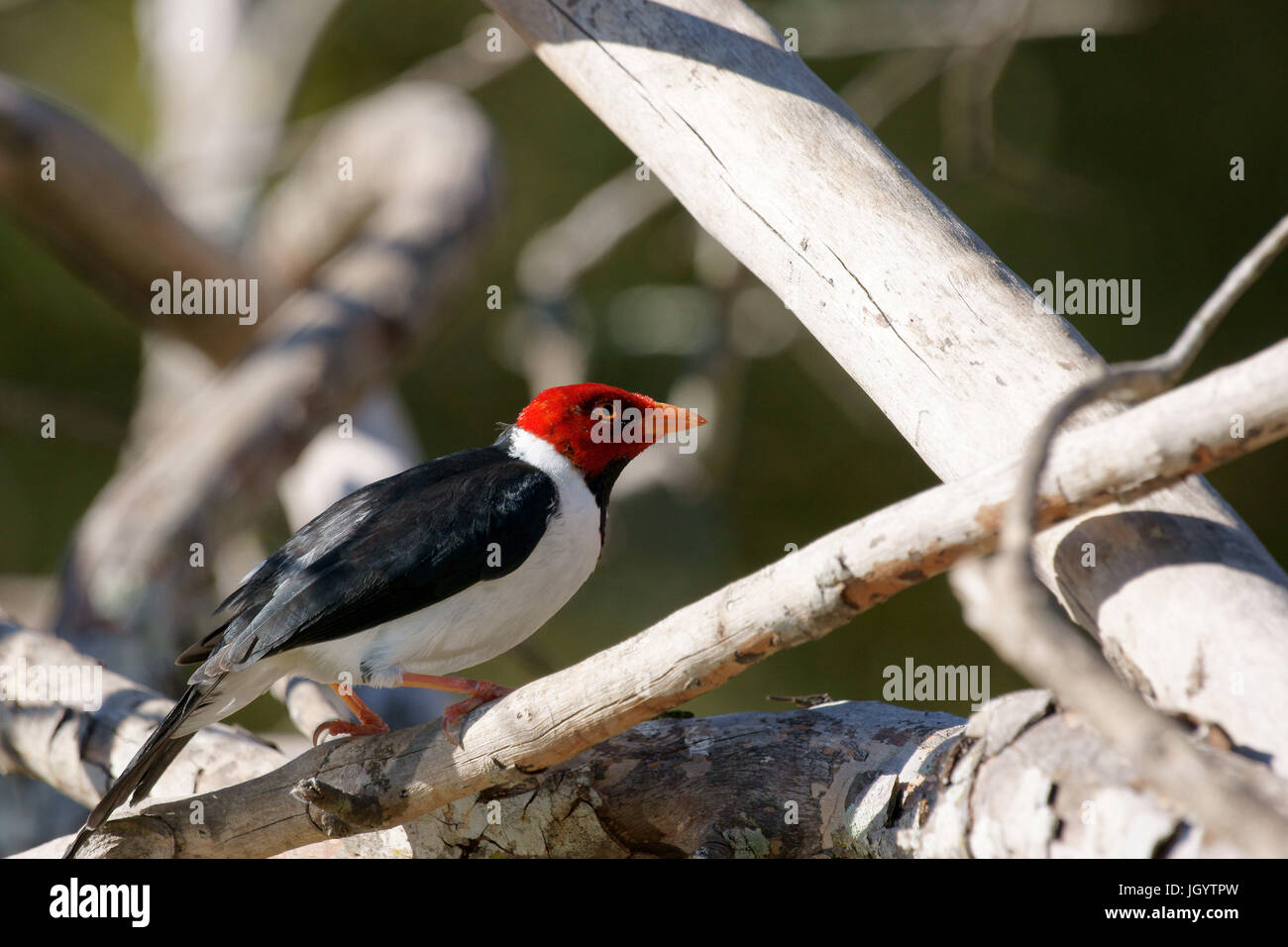 Les oiseaux, Cardinal-dommage-marécages, Pantanal, Mato Grosso do Sul, Brésil Banque D'Images