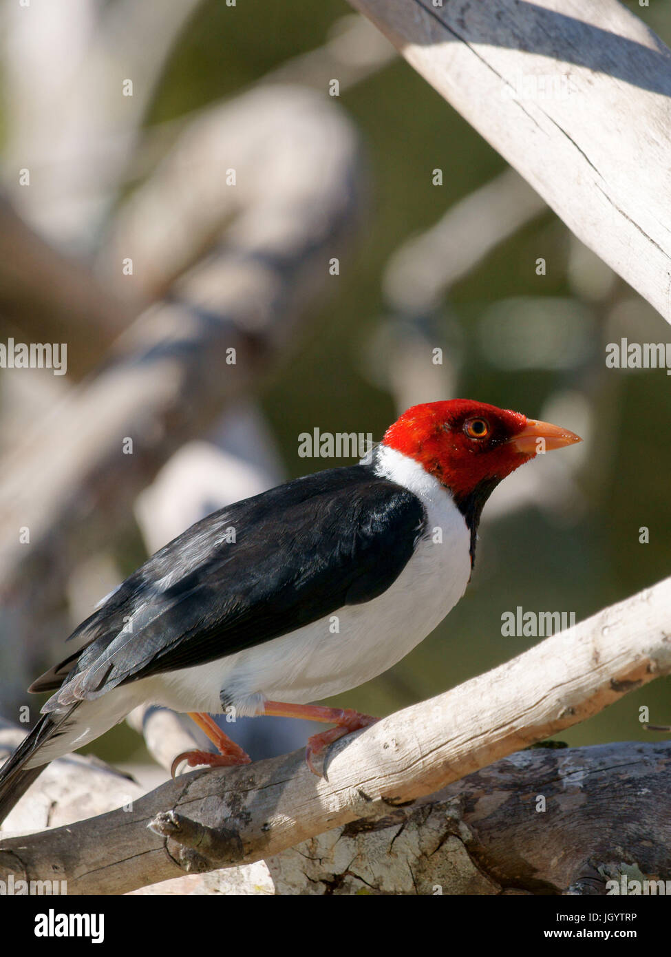 Les oiseaux, Cardinal-dommage-marécages, Pantanal, Mato Grosso do Sul, Brésil Banque D'Images