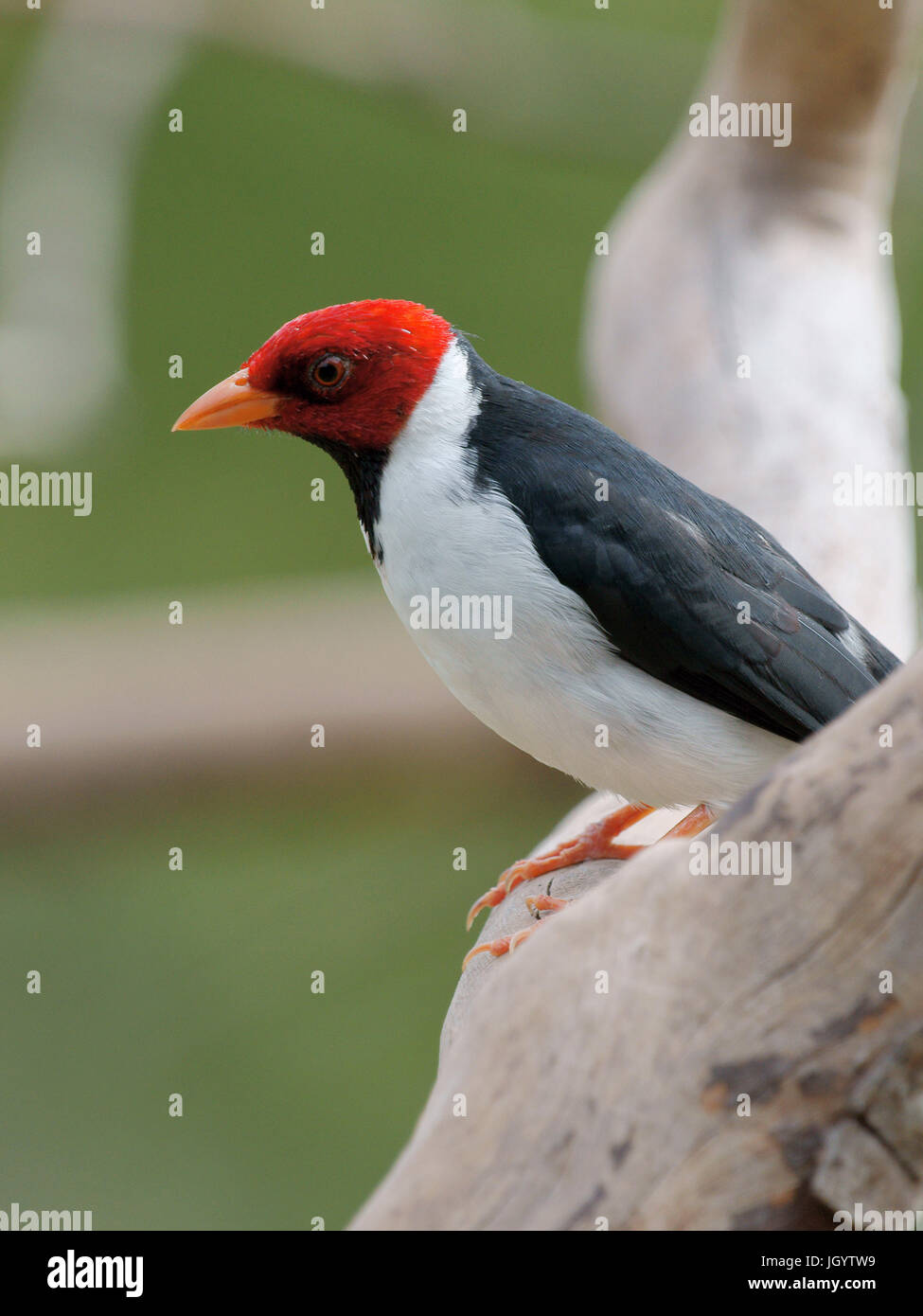 Les oiseaux, Cardinal-dommage-marécages, Pantanal, Mato Grosso do Sul, Brésil Banque D'Images