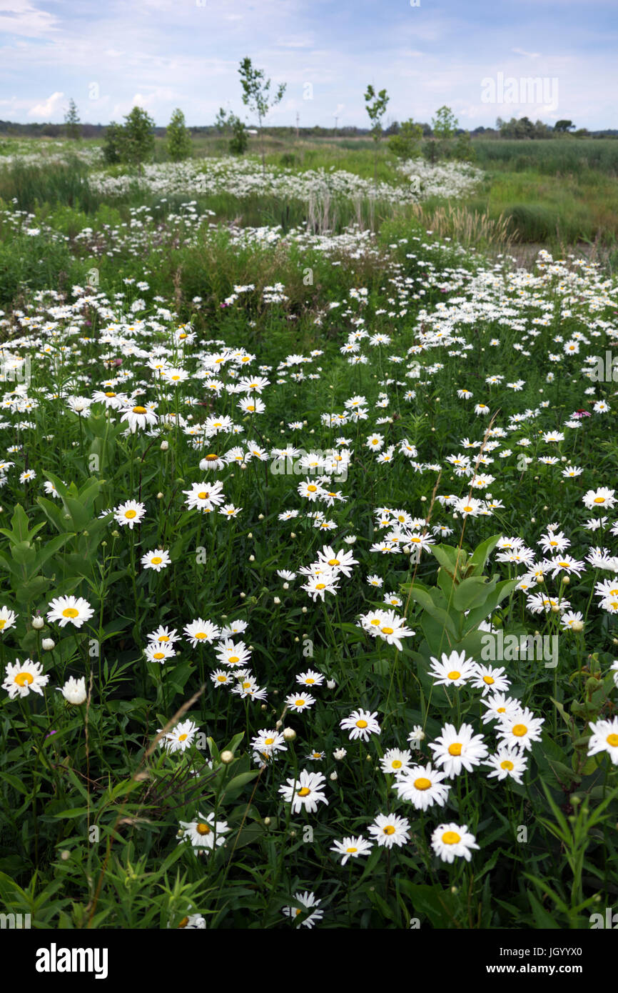 Domaine de marguerites à Montague, MI, USA Banque D'Images