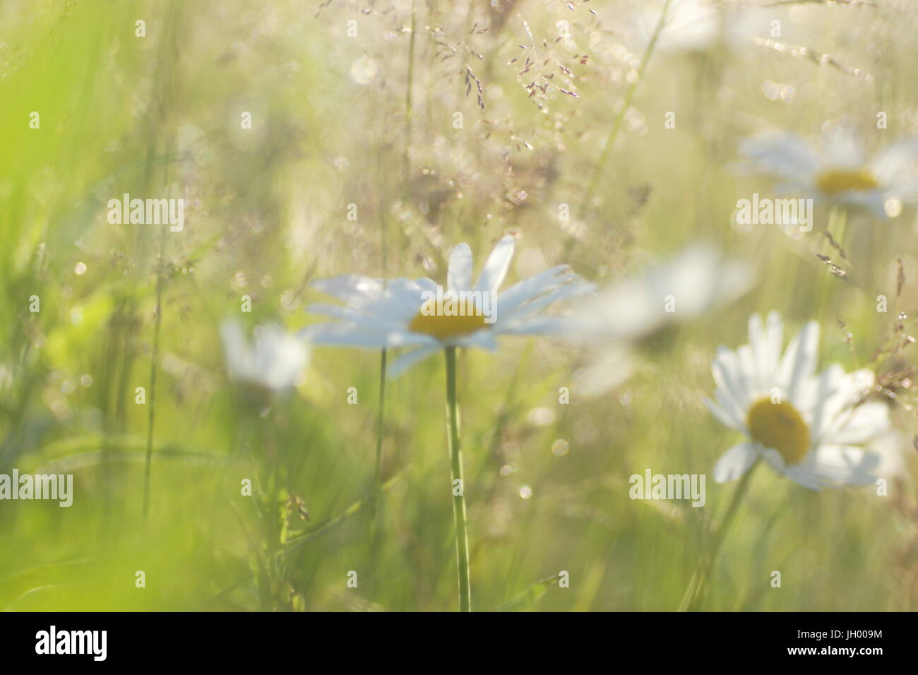 Fleurs et l'herbe éclairées par la lumière du soleil chaud de l'été sur un pré, abstract backgrounds naturel pour votre conception. Camomille Meadow Banque D'Images