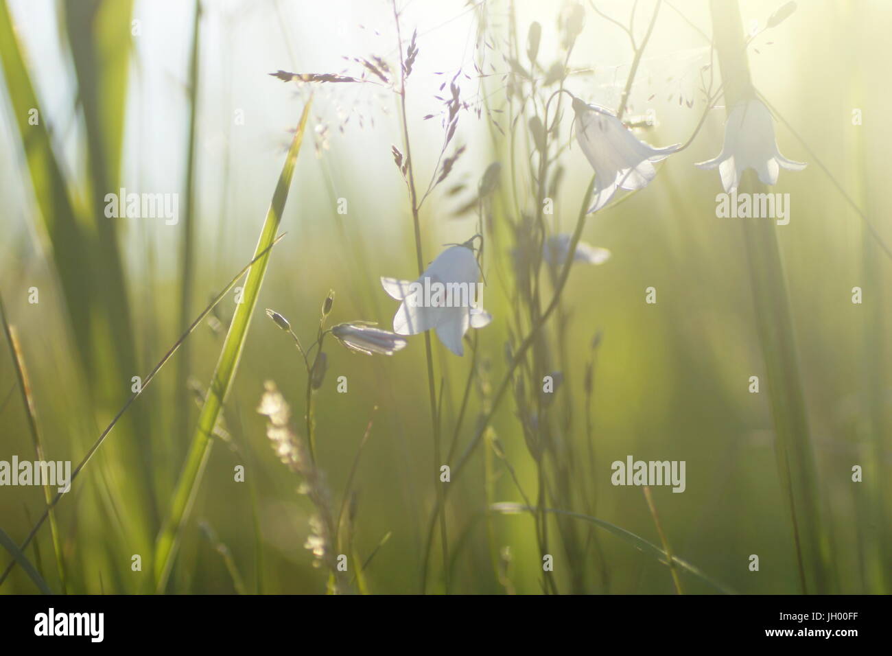 Fleurs et l'herbe éclairées par la lumière du soleil chaud de l'été sur un pré, abstract backgrounds naturel pour votre conception. White meadow cloches. Banque D'Images
