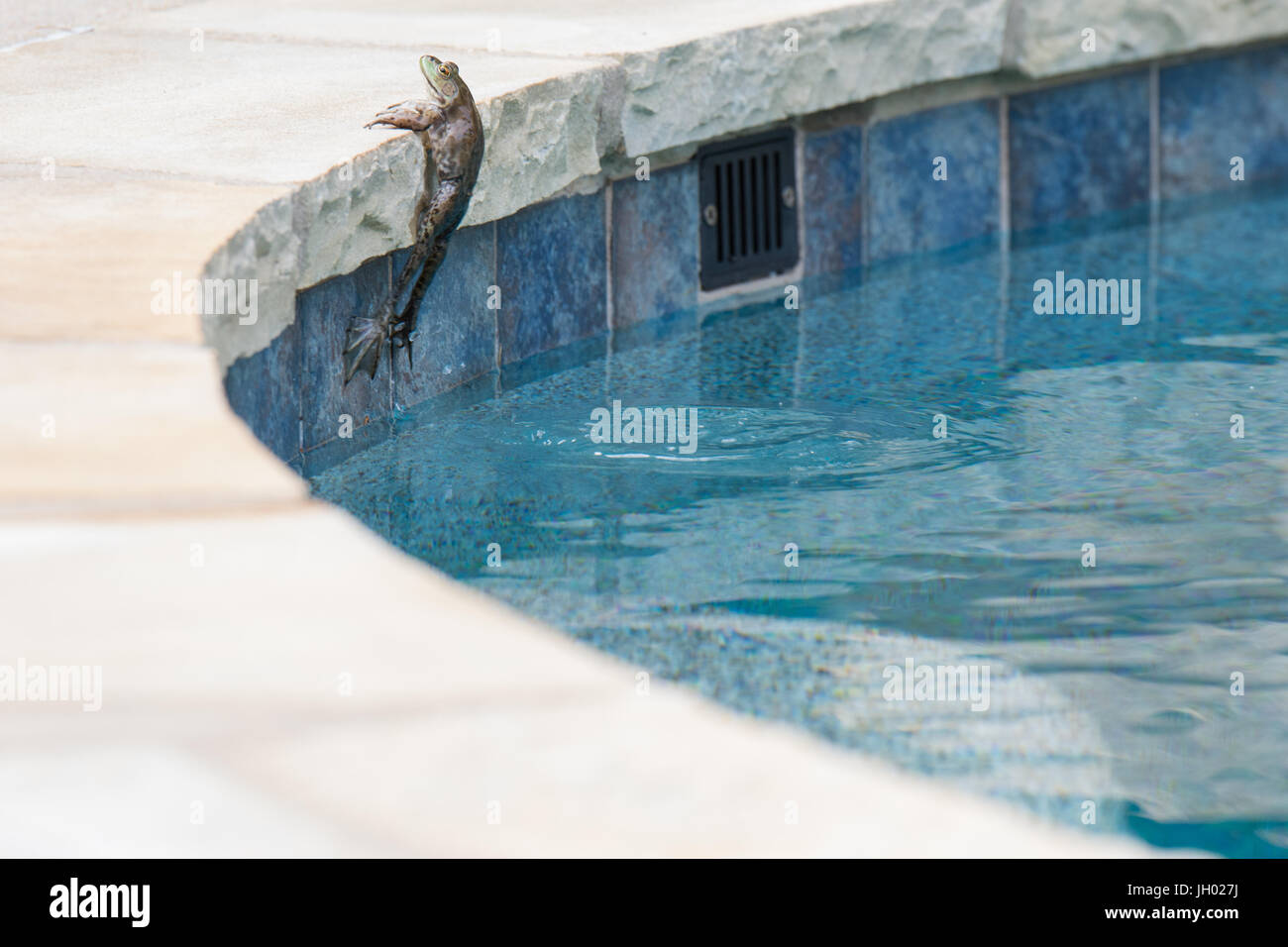 Piscine grenouille Banque D'Images